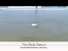 Birds Return